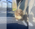 Small Photo #4 Australian Shepherd Puppy For Sale in YADKINVILLE, NC, USA