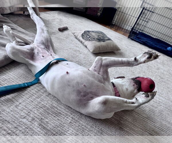 Medium Photo #40 Dogo Argentino-Labrador Retriever Mix Puppy For Sale in Brewster, NY, USA