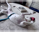 Small #39 Dogo Argentino-Labrador Retriever Mix