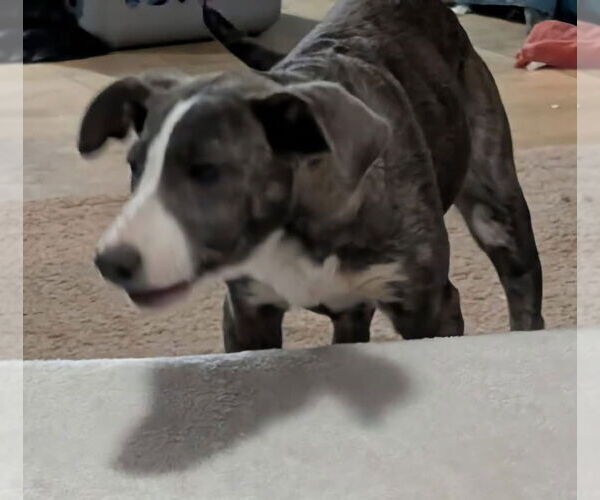 Medium Photo #4 Catahoula Leopard Dog-Unknown Mix Puppy For Sale in Alexander, AR, USA