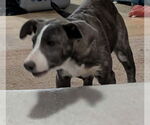 Small #3 Catahoula Leopard Dog Mix