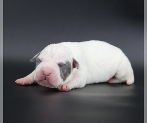 American Bully Puppy for sale in CHAMPAIGN, IL, USA
