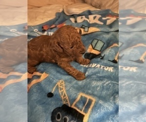 Poodle (Toy) Puppy for sale in DULUTH, GA, USA