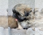 Small Photo #5 Shih Tzu Puppy For Sale in MANES, MO, USA
