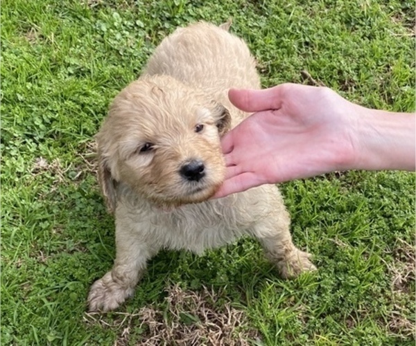 Medium Photo #1 Goldendoodle Puppy For Sale in ARKOMA, OK, USA