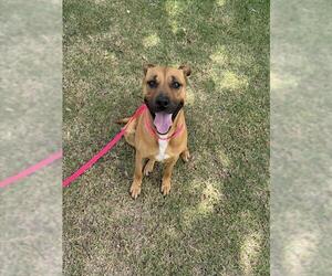 Mastiff-Unknown Mix Dogs for adoption in Riverside, CA, USA