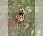 Small Mastiff Mix