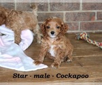 Small #3 Cock-A-Poo