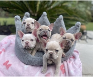 French Bulldog Puppy for sale in CHARLESTON, SC, USA