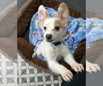 Small #3 Chihuahua-Colonial Cocker Spaniel Mix
