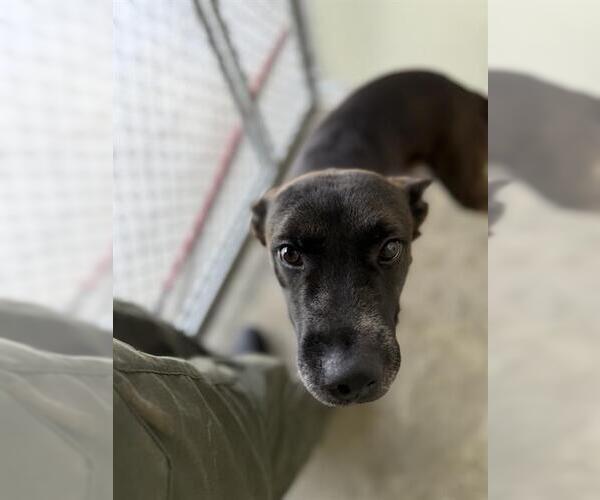 Medium Photo #1 Mutt Puppy For Sale in Temple, TX, USA