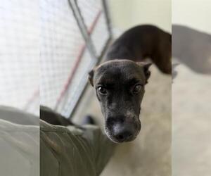 Mutt Dogs for adoption in Temple, TX, USA