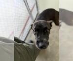 Small Mutt