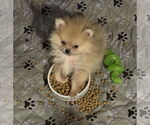 Small #1 Pomeranian Mix
