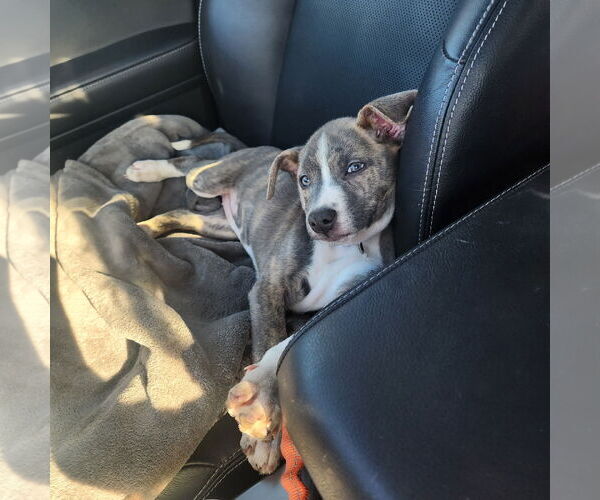 Medium Photo #14 Mutt Puppy For Sale in Fargo, ND, USA