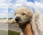Small Photo #19 Golden Retriever Puppy For Sale in WOOSTER, OH, USA
