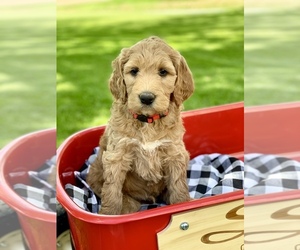 Irish Doodle Puppy for sale in WOOSTER, OH, USA