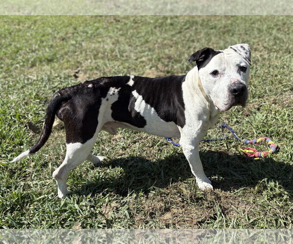 Medium Photo #2 American Pit Bull Terrier-Unknown Mix Puppy For Sale in Virginia Beach, VA, USA