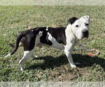 Small #1 American Pit Bull Terrier Mix