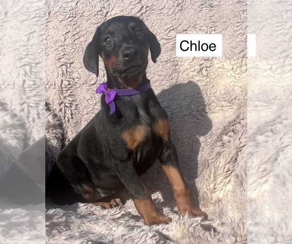 Medium Photo #1 Doberman Pinscher Puppy For Sale in POMEROY, OH, USA