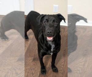 Labrador Retriever-Unknown Mix Dogs for adoption in The Woodlands, TX, USA