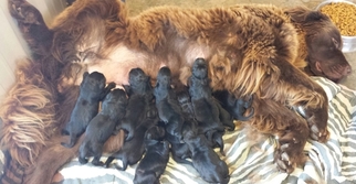 Mother of the Newfoundland puppies born on 03/13/2018