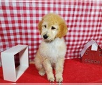Small Photo #4 Goldendoodle-Poodle (Standard) Mix Puppy For Sale in PEYTON, CO, USA