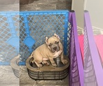 Small American Bully