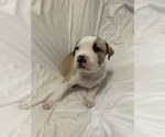 Small #1 American Staffordshire Terrier