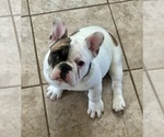 Small #3 French Bulldog