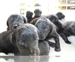 Small Photo #4 Labradoodle Puppy For Sale in ROCKY MOUNT, NC, USA