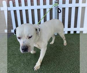 American Pit Bull Terrier-Unknown Mix Dogs for adoption in Modesto, CA, USA
