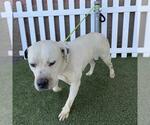 Small American Pit Bull Terrier Mix
