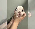 Small Photo #17 English Bulldog Puppy For Sale in EVEREST, KS, USA