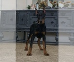 Small #7 Doberman Pinscher