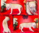 Small Photo #3 American Pit Bull Terrier Puppy For Sale in TRENTON, NJ, USA