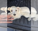 Puppy Darcy Schnauzer (Miniature)