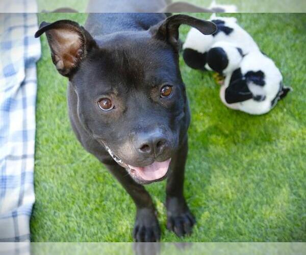 Medium Photo #1 American Staffordshire Terrier-Unknown Mix Puppy For Sale in Tallahassee, FL, USA