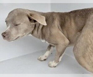 Mutt Dogs for adoption in Houston, TX, USA