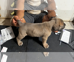 Cane Corso Puppy for Sale in NANJEMOY, Maryland USA