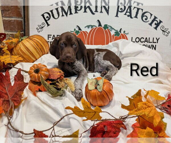 Medium Photo #1 German Shorthaired Pointer Puppy For Sale in CABOT, AR, USA