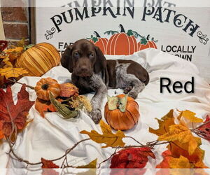 Medium German Shorthaired Pointer