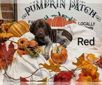 Puppy Red German Shorthaired Pointer