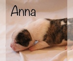 Small Photo #12 American Bulldog Puppy For Sale in MECHANICSVILLE, VA, USA