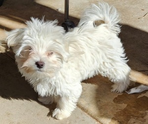Maltese Puppy for sale in PLACITAS, NM, USA