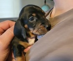 Small Photo #8 Dachshund Puppy For Sale in WALLACE, CA, USA
