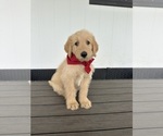 Puppy Lil Red Goldendoodle-Pyrenean Shepherd Mix