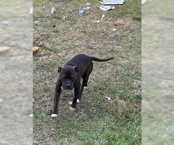 Medium Photo #1 Mutt Puppy For Sale in Houston, TX, USA