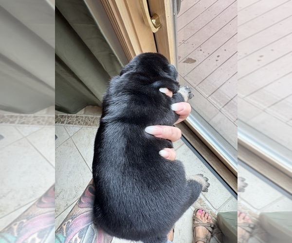 Medium Photo #4 English Bulldog Puppy For Sale in SEYMOUR, IN, USA