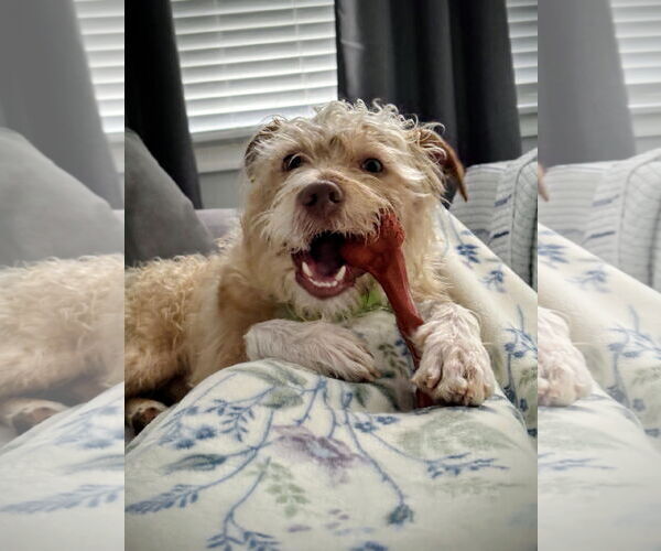 Medium Photo #5 Mutt Puppy For Sale in Rockaway, NJ, USA